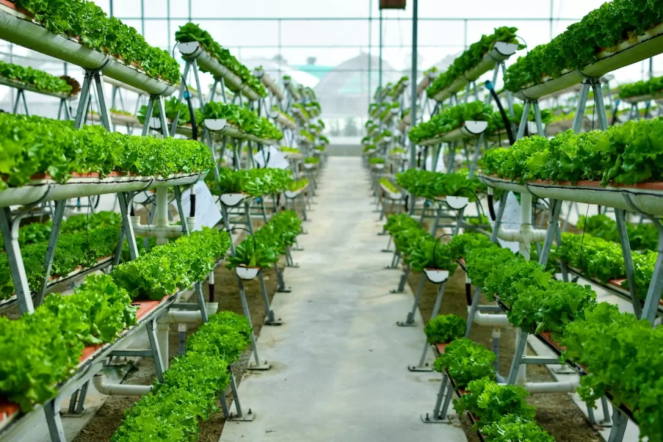 Rows of small plants being grown indoors hydroponically.